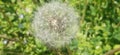 Dandelion flowers near my house Himachal India Royalty Free Stock Photo