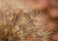 Dandelion Background Royalty Free Stock Photo