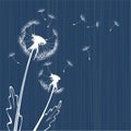 Dandelion background Royalty Free Stock Photo