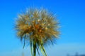 Dandelion on a background of blue sky. Close up of dandelion spores blowing away Royalty Free Stock Photo