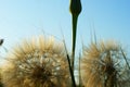 Dandelion on a background of blue sky. Close up of dandelion spores blowing away Royalty Free Stock Photo