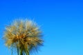 Dandelion on a background of blue sky. Close up of dandelion spores blowing away Royalty Free Stock Photo