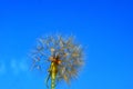 Dandelion on a background of blue sky. Close up of dandelion spores blowing away Royalty Free Stock Photo