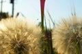 Dandelion on a background of blue sky. Close up of dandelion spores blowing away Royalty Free Stock Photo