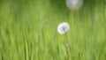 Dandelion on a Background of Grass