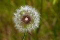 Dandelion Royalty Free Stock Photo