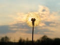 Dandelion on the background of sunset Royalty Free Stock Photo