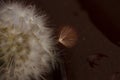 Dandelion ball on a black macro background. flower on the left, right place for text Royalty Free Stock Photo