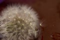 Dandelion ball on a black macro background. flower on the left, right place for text Royalty Free Stock Photo