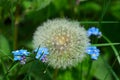 Dandelion ball and small blue forget-me-not flowers