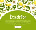 Dandelion Banner Design with Flowering Plant with Yellow Flower Head Vector Template Royalty Free Stock Photo