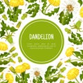 Dandelion Banner Design with Flowering Plant with Yellow Flower Head Vector Template Royalty Free Stock Photo