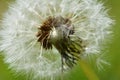 Dandelion Royalty Free Stock Photo