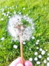 Dandelion