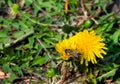 Dandelion and bee collecting pollen. Macro photography Royalty Free Stock Photo