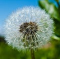 Dandelion