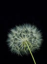 Dandelion (black background) Royalty Free Stock Photo