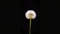 Dandelion black background material brightens and darkens filter HD