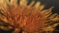 Dandelion on black background very close