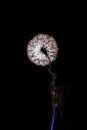 Dandelion on black backlit background1 Royalty Free Stock Photo