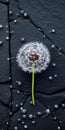 Dandelion On Black Shingle: Sustainable Design In Tabletop Photography