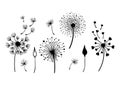 Dandelion Black And White Clipart Bundle, Elegant Summer Wild Flowers Set, Botanical Floral Isolated Elements, Meadow