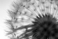 Dandelion, black and white contour