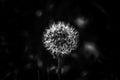 Dandelion black and white picture