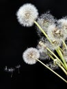 Dandelion on blackbackground flowers