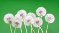 Dandelion on blank green background, beautiful flower, nature and spring concept. Royalty Free Stock Photo