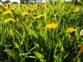 Dandelion bloming, Close-up of bright yellow flowers of Taraxacum against the background of green grass in a summer garden. Yellow Royalty Free Stock Photo