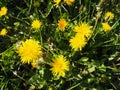Dandelion blowing, Close-up of bright yellow flowers of Taraxacum against the background of green grass in a summer garden. Royalty Free Stock Photo