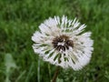 Dandelion bloom covered in water droplets Royalty Free Stock Photo