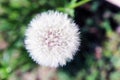 Dandelion bloom ready to blow