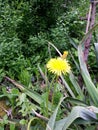 Dandelion bloom