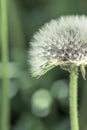 Dandelion blooming blowball  with natural green background macro vertical in cool tones Royalty Free Stock Photo