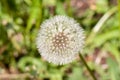 Dandelion blooming flower with fluffy white seeds and green natural background Royalty Free Stock Photo