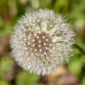 Dandelion blooming flower with fluffy white seeds and green natural background square form macro Royalty Free Stock Photo