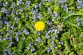 Dandelion on a blooming glade. Spring and flowering