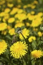 Dandelion blooming in spring in Finland Royalty Free Stock Photo
