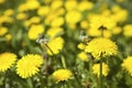 Dandelion blooming in spring in Finland Royalty Free Stock Photo