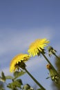 Dandelion blooming in spring in Finland Royalty Free Stock Photo
