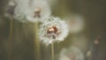 The dandelion blooms with light fluff, which is blown away by the wind. Dandelion grows in the grass in the meadow. Nature Royalty Free Stock Photo