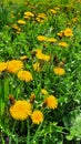 Yellow dandelion flower on spring meadow. Royalty Free Stock Photo