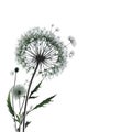 Dandelion blossom grey faded on white empty background - St Patrick\'s day summer banner