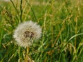 Dandelion blossomed, the seeThe plant should actually let its seed heads fly, but if such a herb