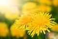 Dandelion blossoms in warm sunlight