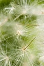 Dandelion blowball Royalty Free Stock Photo