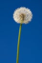 Dandelion blowball on blue sky