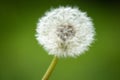 Dandelion blowball